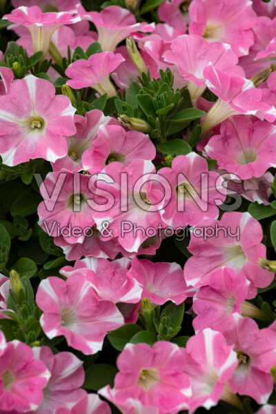 Petunia Surfinia Heartbeat 