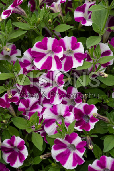 Petunia Surfinia Purple Heart