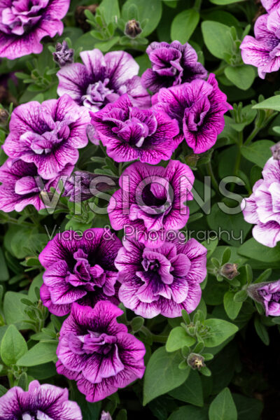 Petunia SweetSunshine™ Blueberry Vein