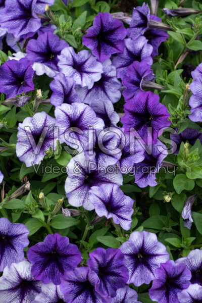 Petunia Tea Indigo Vein 