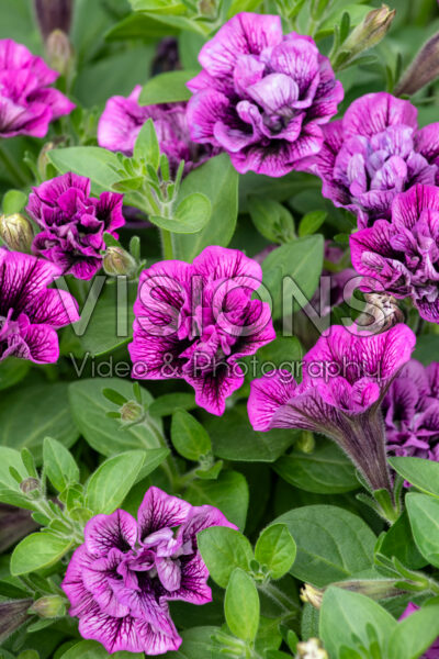 Petunia Veranda Compact Double Sugar Plum 