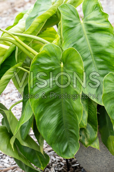 Philodendron Jose Buono
