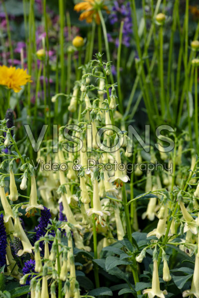 Phygelius Colorburst™ Yellow