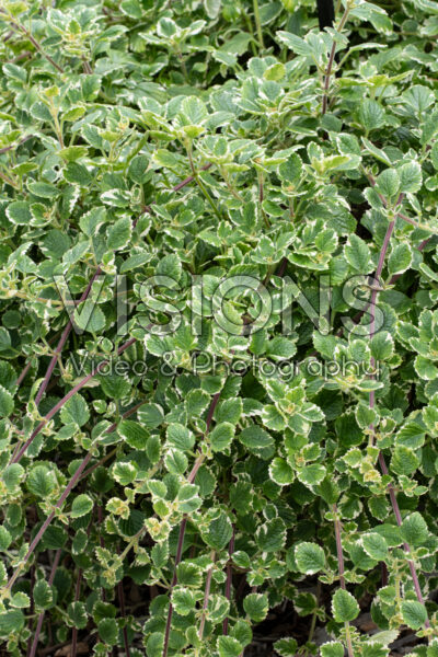 Plectranthus coleoides Variegata