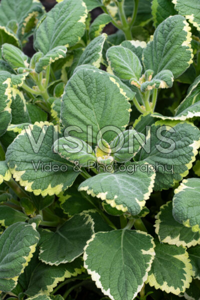 Plectranthus Lemon Twist