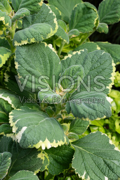 Plectranthus Lemon Twist