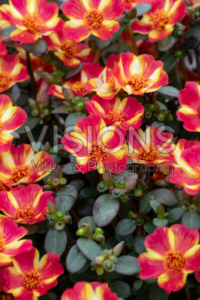 Portulaca oleracea Pazzaz Nano™ Scarlet Twist