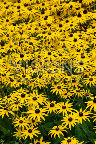 Rudbeckia fulgida Goldblitz