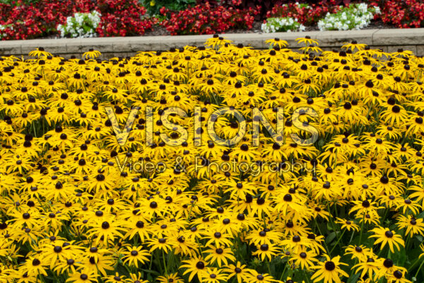 Rudbeckia fulgida Goldblitz