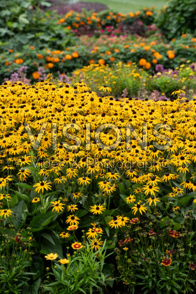 Rudbeckia fulgida Goldblitz
