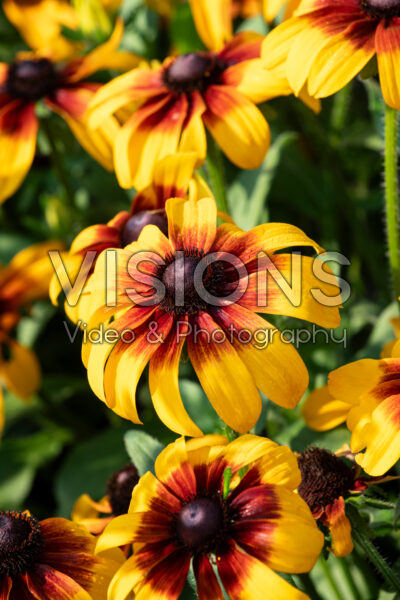 Rudbeckia hirta Rising Sun Chestnut Gold