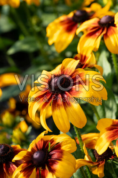 Rudbeckia hirta Rising Sun Chestnut Gold