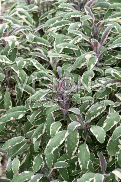Salvia officinalis Tricolor Salvia officinalis Tricolor
