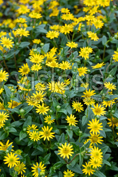 Sanvitalia Talya Great Yellow Sanvitalia Talya Great Yellow