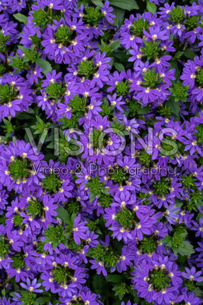 Scaevola Fanatix Dark Blue