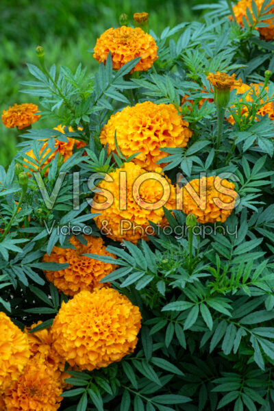 Tagetes erecta Marvel II Orange