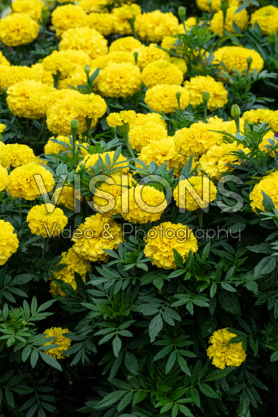 Tagetes erecta Marvel II Yellow Tagetes erecta Marvel II Yellow