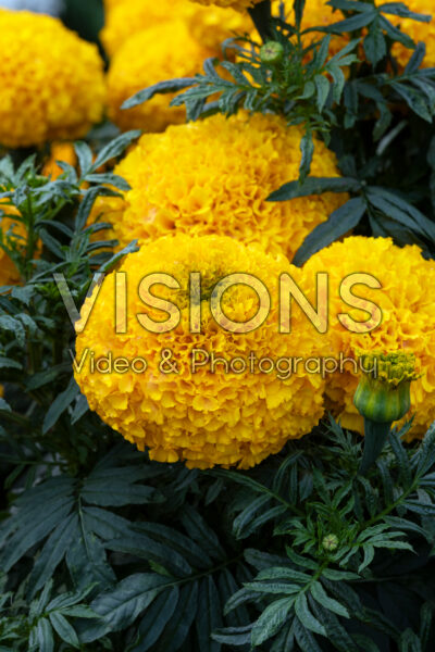 Tagetes erecta Siam Gold