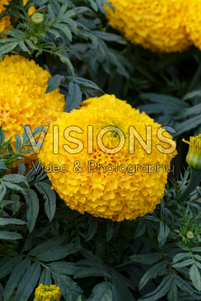 Tagetes erecta Siam Gold
