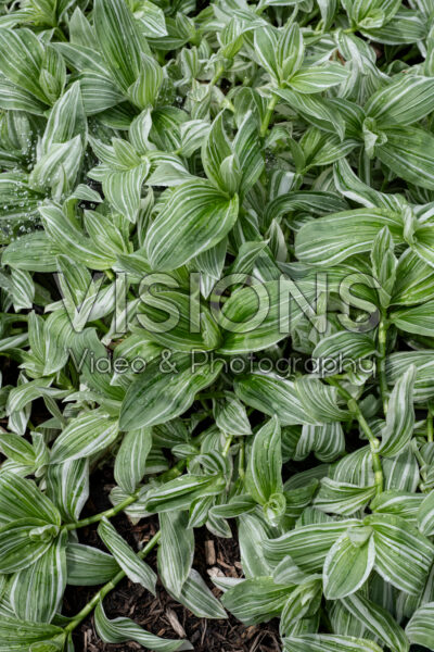 Tradescantia Pistachio White Tradescantia Pistachio White