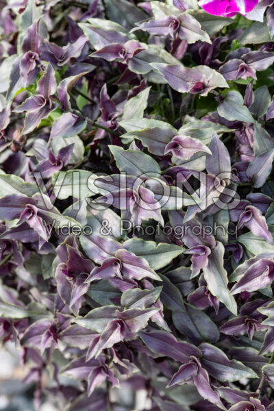 Tradescantia Purple Bridal Veil Tradescantia Purple Bridal Veil