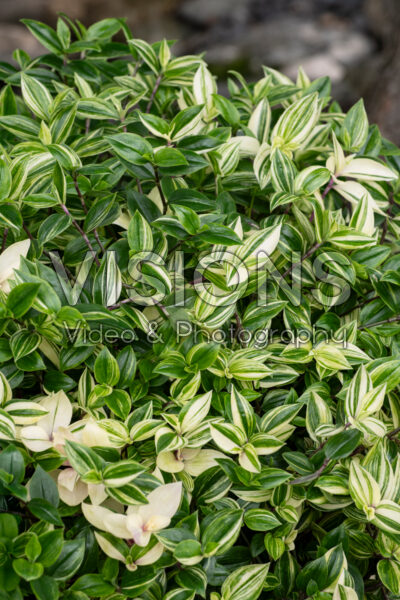 Tradescantia Zebra Rainbow