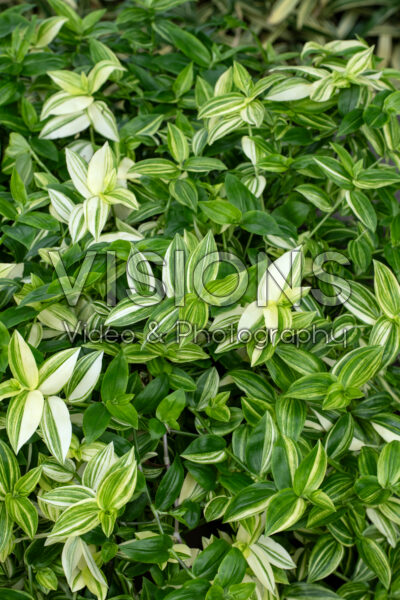 Tradescantia Zebra Yellow