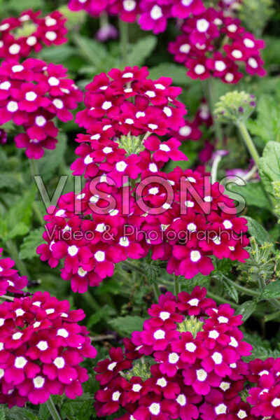 Verbena Burgundy Wink Improved Verbena Burgundy Wink Improved