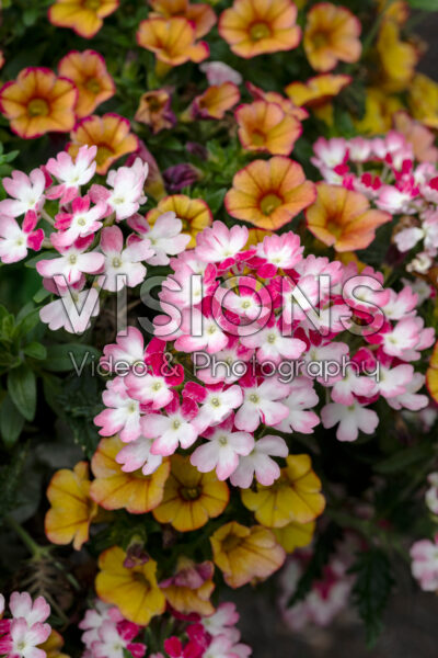 Verbena Lanai® Twister™ Red