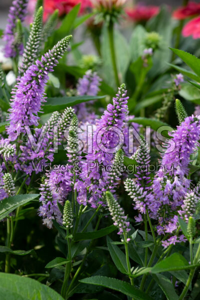 Veronica longifolia Skyward™ Lilac Veronica longifolia Skyward™ Lilac