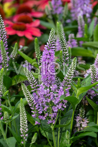 Veronica longifolia Skyward™ Lilac