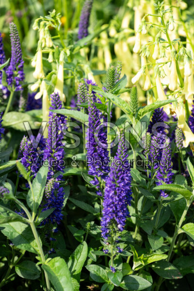 Veronica longifolia Vernique® Dark Blue
