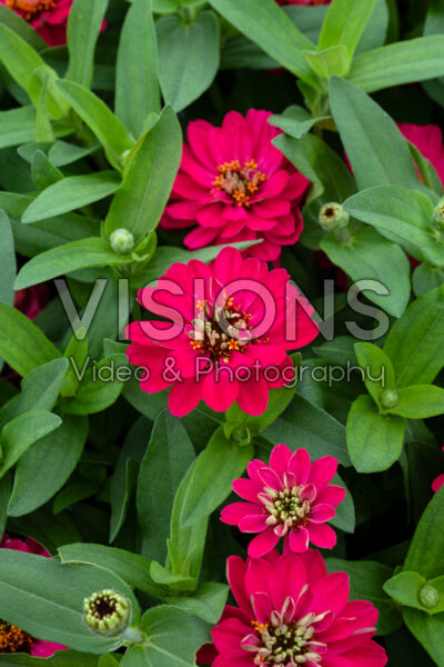 Zinnia Belize Double Bright Rose