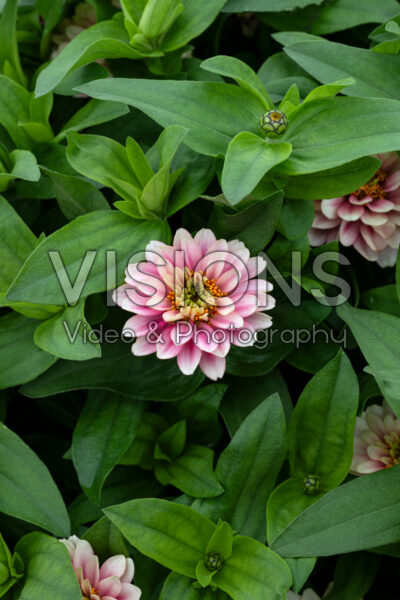 Zinnia Belize Double Pink Bicolor