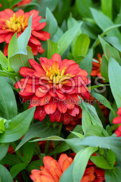 Zinnia Zydeco™ Fire