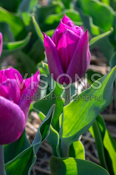 Tulipa Laptop Tulipa Laptop