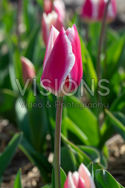 Tulipa Candy Apple Delight