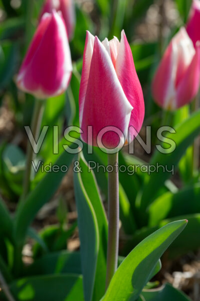 Tulipa Candy Apple Delight
