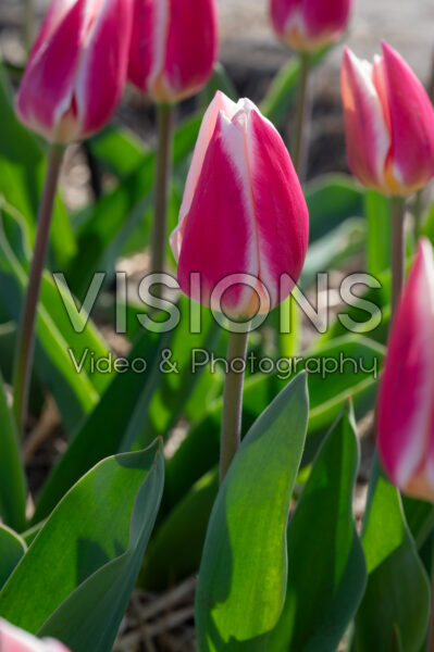 Tulipa Candy Apple Delight