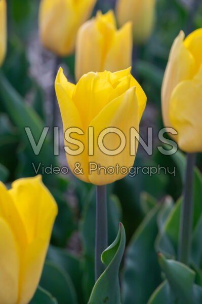 Tulipa Strong Gold