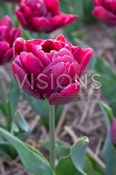 Tulipa Mel-0093-23