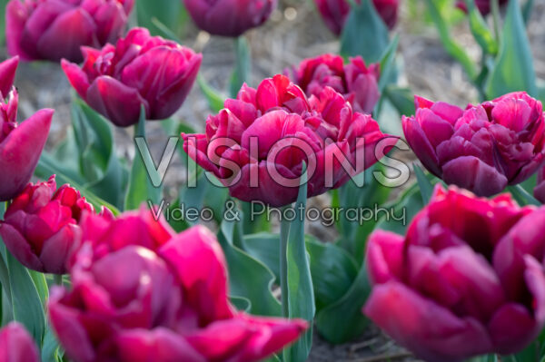 Tulipa Mel-0093-23
