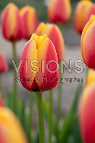 Tulipa World Peace Tulipa World Peace