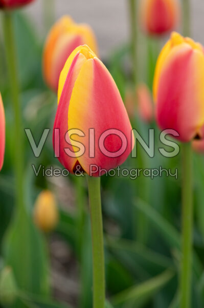 Tulipa World Peace
