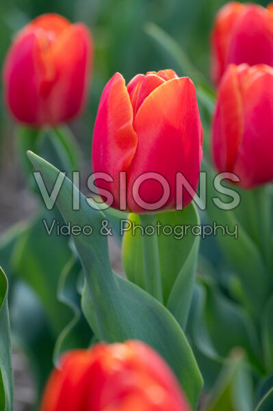 Tulipa Esta Bonita Tulipa Esta Bonita