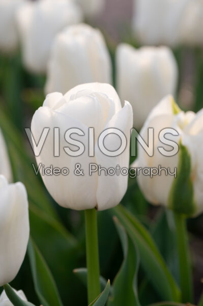 Tulipa Update Tulipa Update