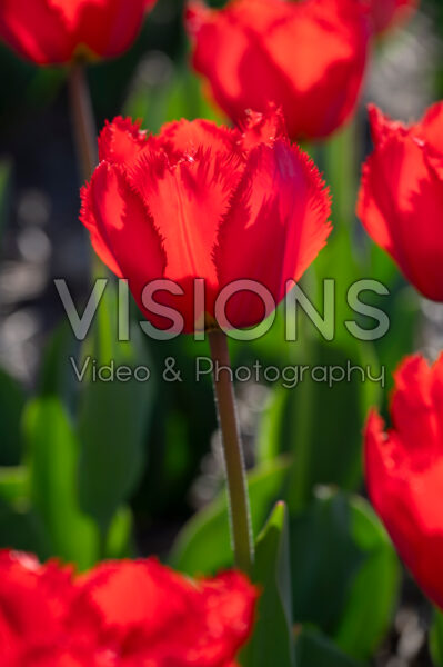 Tulipa Crystal Beauty