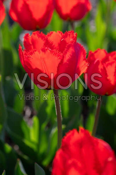 Tulipa Crystal Beauty