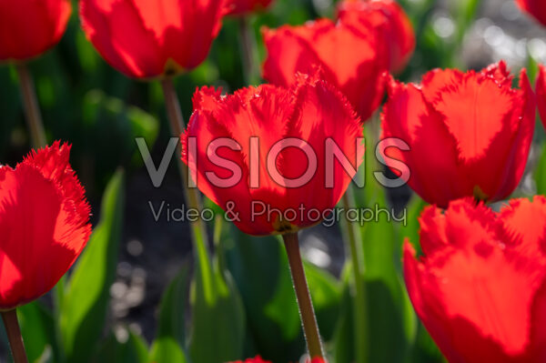 Tulipa Crystal Beauty