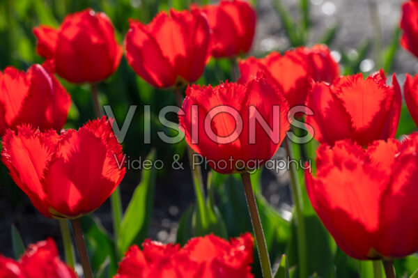 Tulipa Crystal Beauty